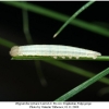 hipparchia syriaca larva21